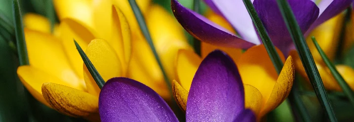 Lila und gelbe Krokusse